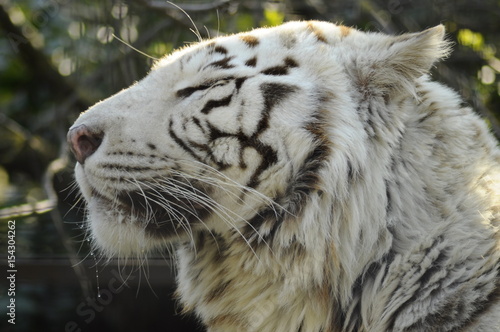 Face to face with white bengal tiger. Wild animal.
