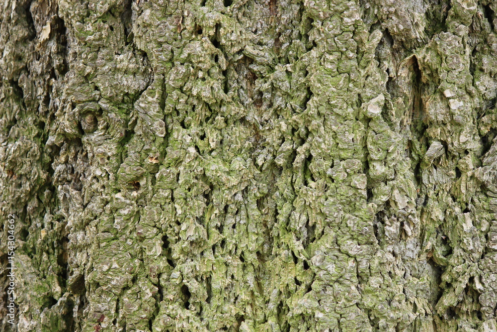 Old bark tree