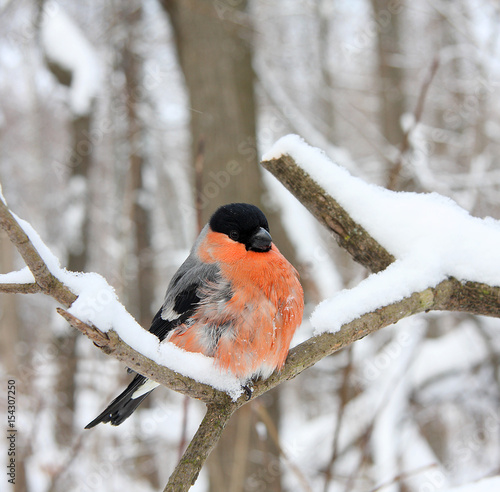 Photo The bullfinch with a red breast