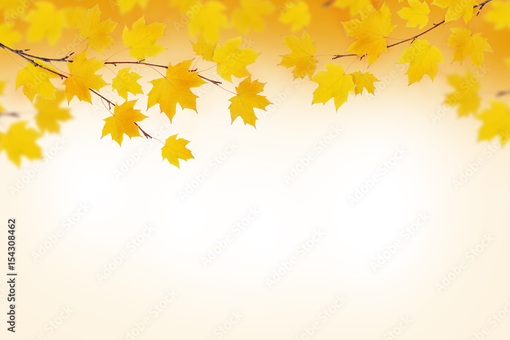 Autumn branches with yellow leaves Autumn branches with yellow leaves