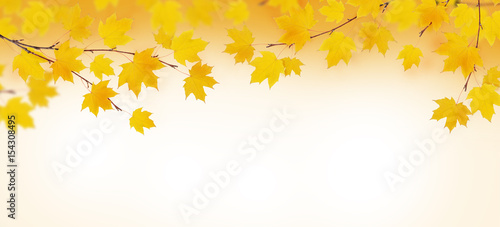 Autumn branches with yellow...