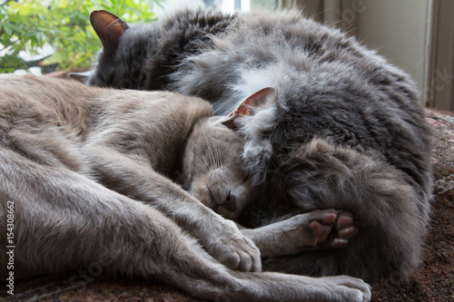 Snoozing with my bro': Lilac Oriental shorthair and Nebelung cat