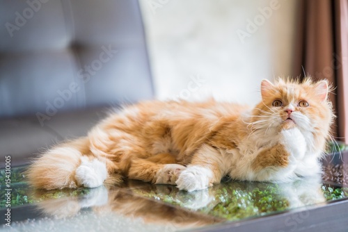 Fototapeta Naklejka Na Ścianę i Meble -  Orange Persian cat in the soft focus.
Cute cat portrait with copy space.