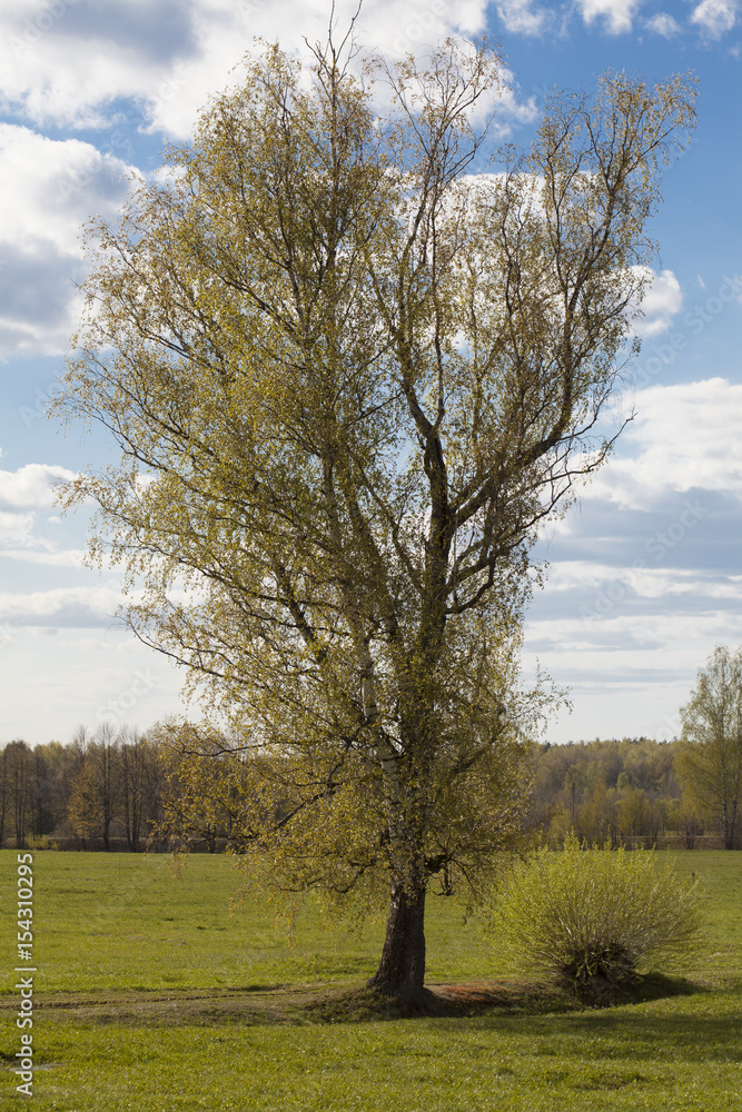 tree with spring foliage tree with spring foliage