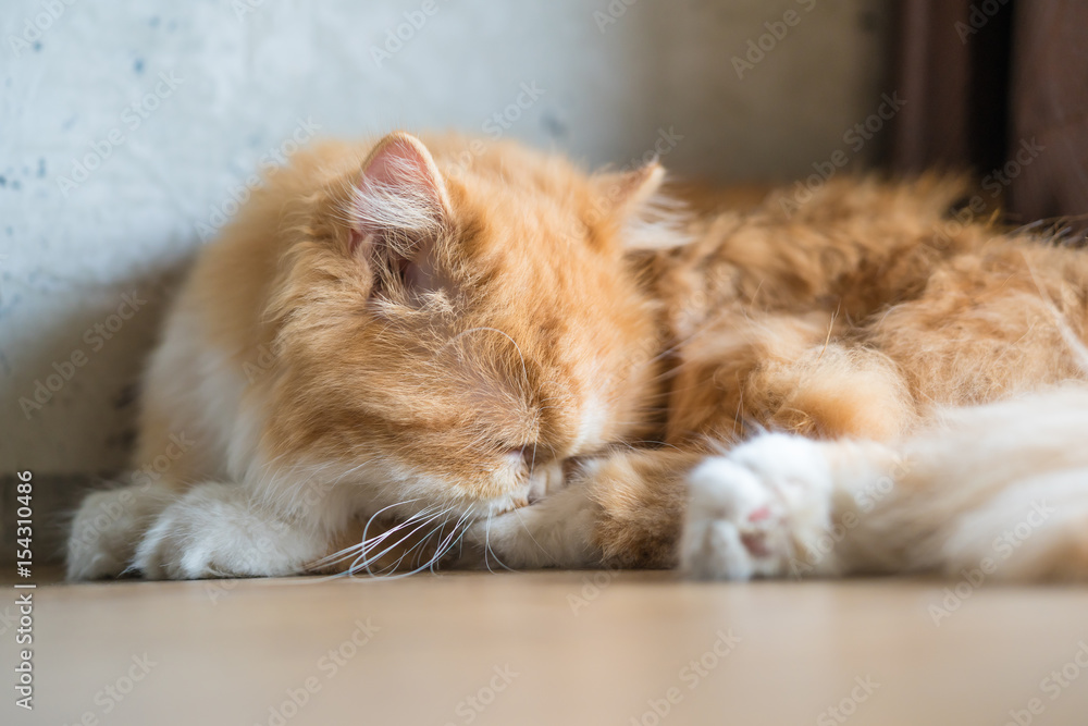Orange cat sleeping.
Persian cat is a long-haired breed of cat characterized by its round face 
and short muzzle. It is also known as the Persian Longhair.