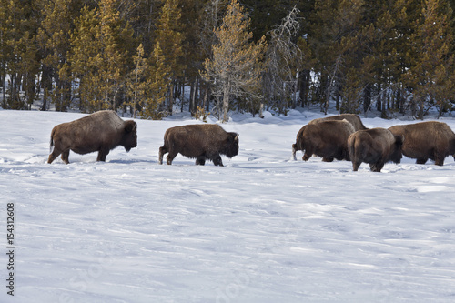 Bison, Winter Snow, Yellowstone NP