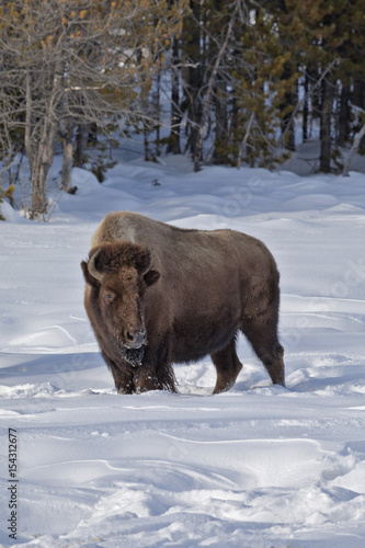 Bison, Winter Snow, Yellowstone NP © Jerry