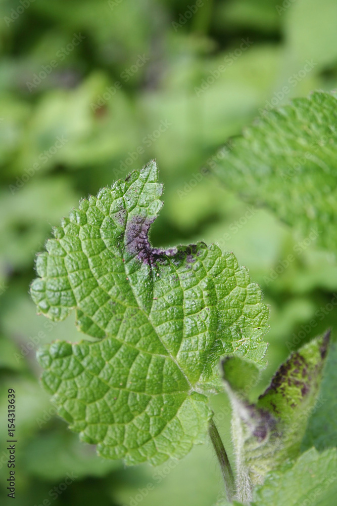 Malattia della pianta. Macchie viola scuro su foglie Malattia della pianta. Macchie viola scuro su foglie