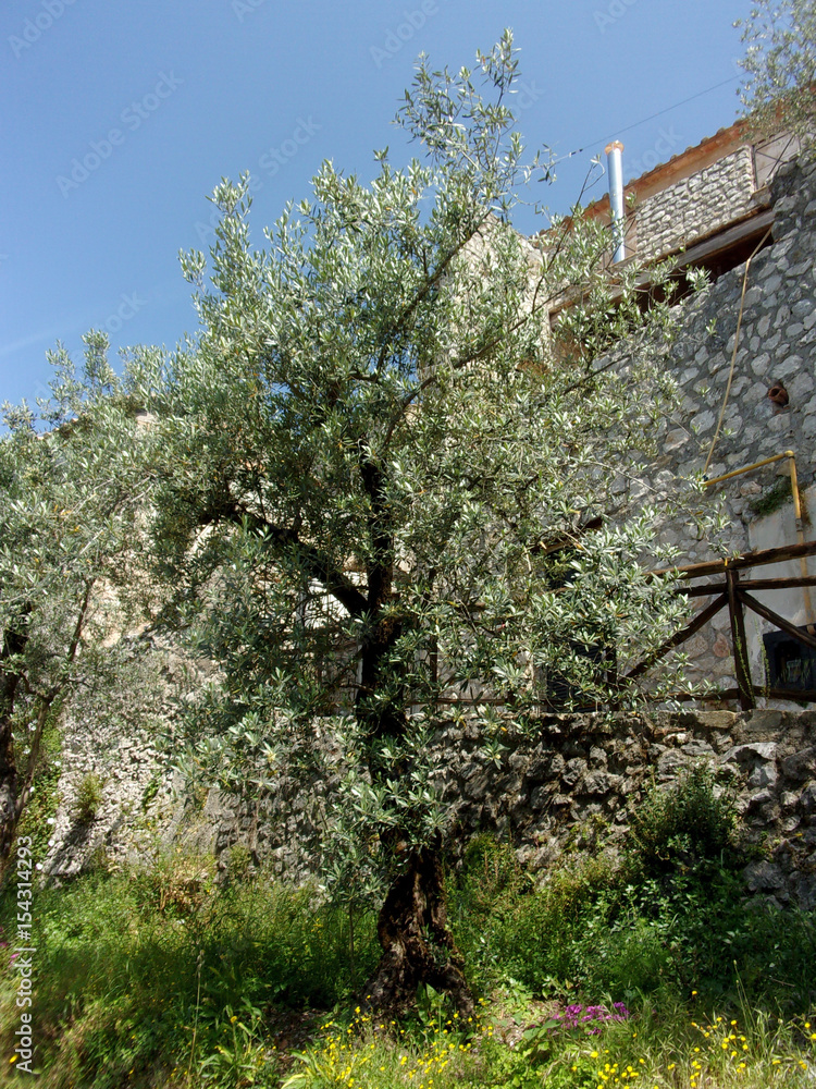 ALBERI DI ULIVO.CAMPANIA,SUD ITALIA