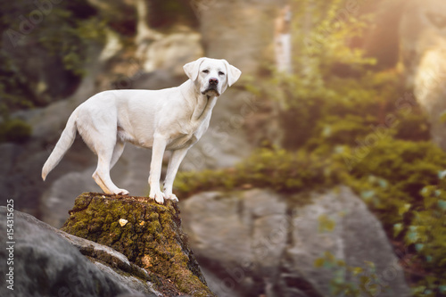 Fototapeta Naklejka Na Ścianę i Meble -  junger weißer labrador retriever hund welpe im wald auf einem baumstamm stehend