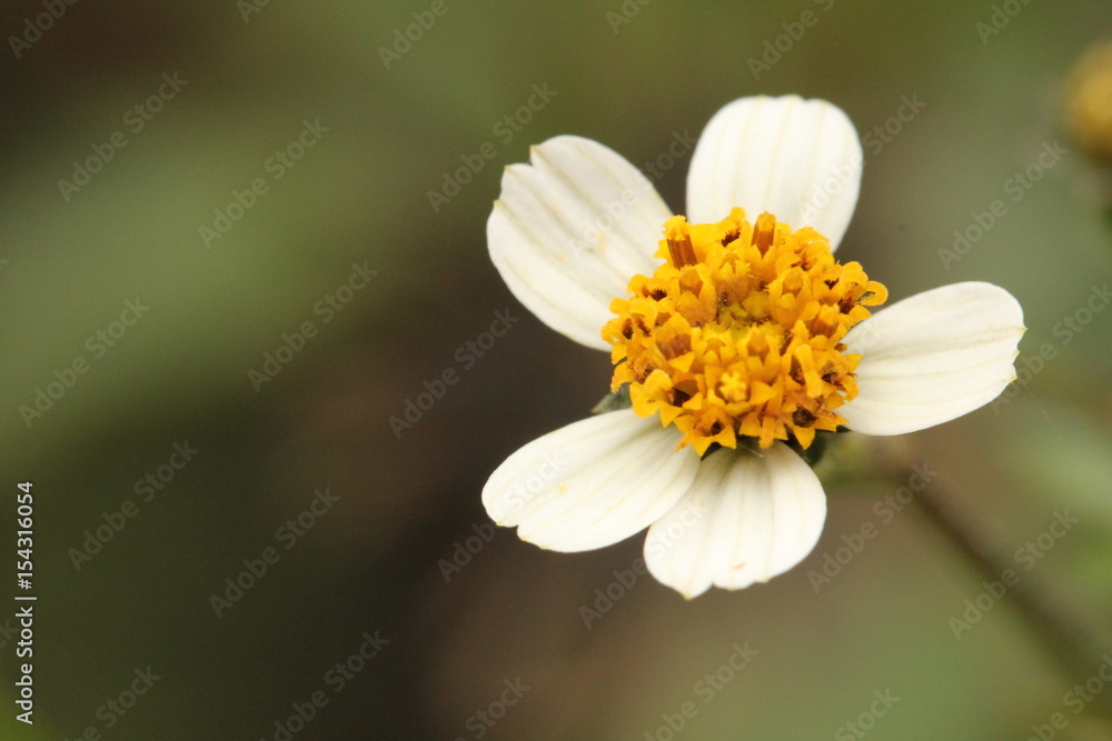 Obraz premium flower