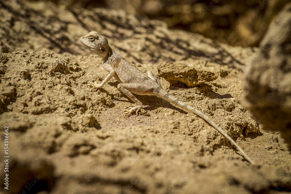 Desert Lizard Desert Lizard