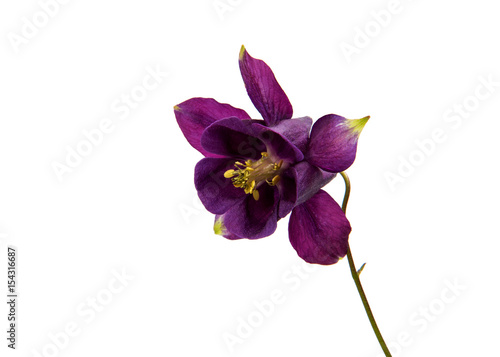 Fototapeta Naklejka Na Ścianę i Meble -  aquilegia flower isolated