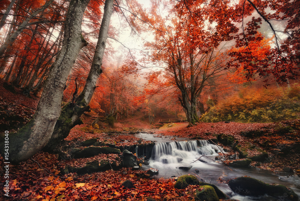 Fototapeta premium Autumn Forest Landscape With Beautiful Creek And Small Bridge.Enchanted Autumn Foggy Beech Forest With Red Falling Leaves On The Ground,Cold Stream With And Light Fog In The Air. Wall-Poster Idea