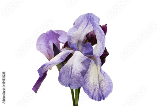 Fototapeta Naklejka Na Ścianę i Meble -  iris isolated