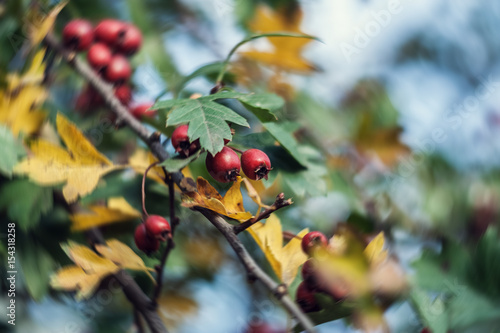 Red, ripe berries of hawthorn against the yellowed autumn leaves