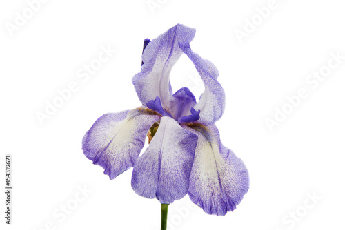 Fototapeta Naklejka Na Ścianę i Meble -  iris isolated