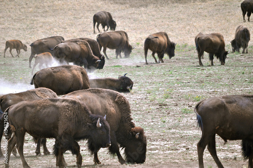 Amerikanische Bison Herde © Barbara
