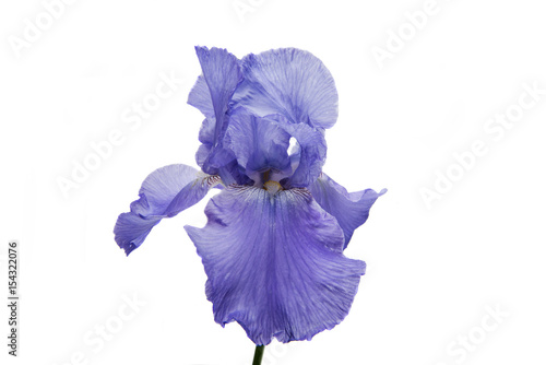 Fototapeta Naklejka Na Ścianę i Meble -  iris isolated