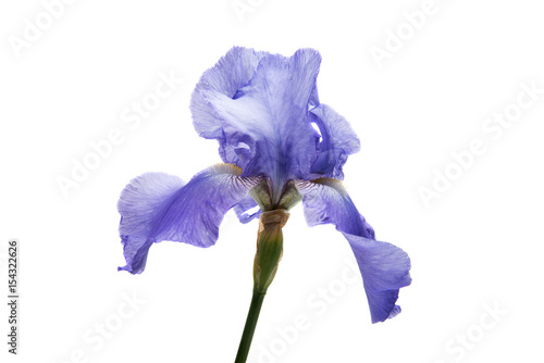 Fototapeta Naklejka Na Ścianę i Meble -  iris isolated