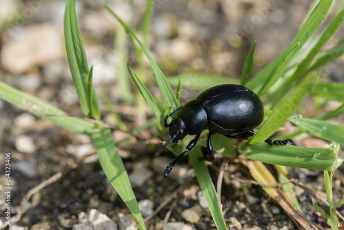 Käfer auf Grashalmen © Marco Kusch