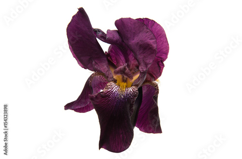 Fototapeta Naklejka Na Ścianę i Meble -  iris isolated