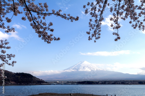 Mt fuji and Lake in cherry blossom sakura © Umarin