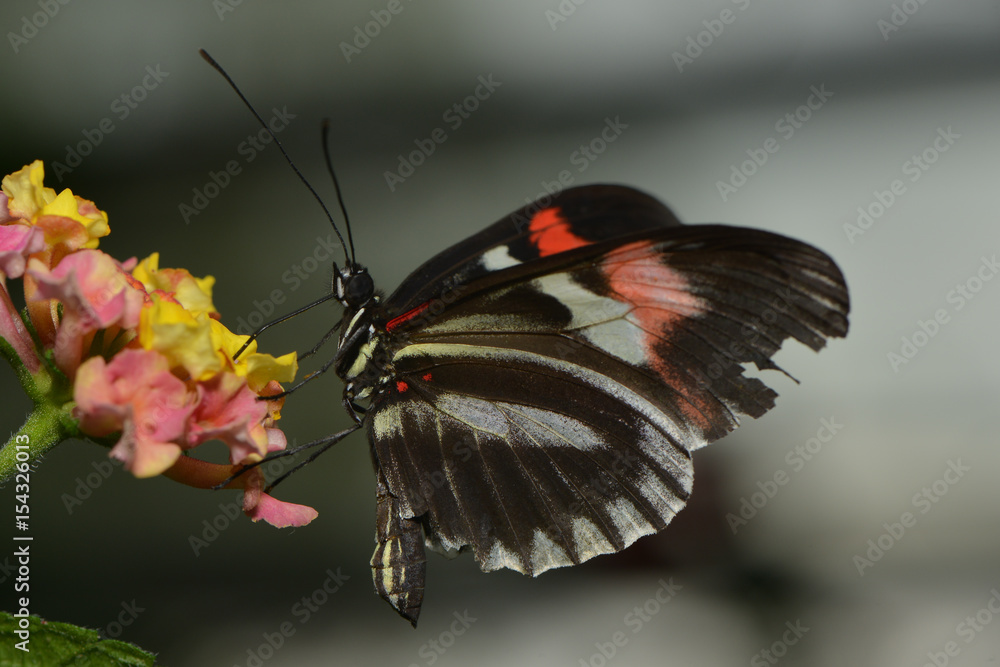 Fototapeta premium Exotischer Schmetterling