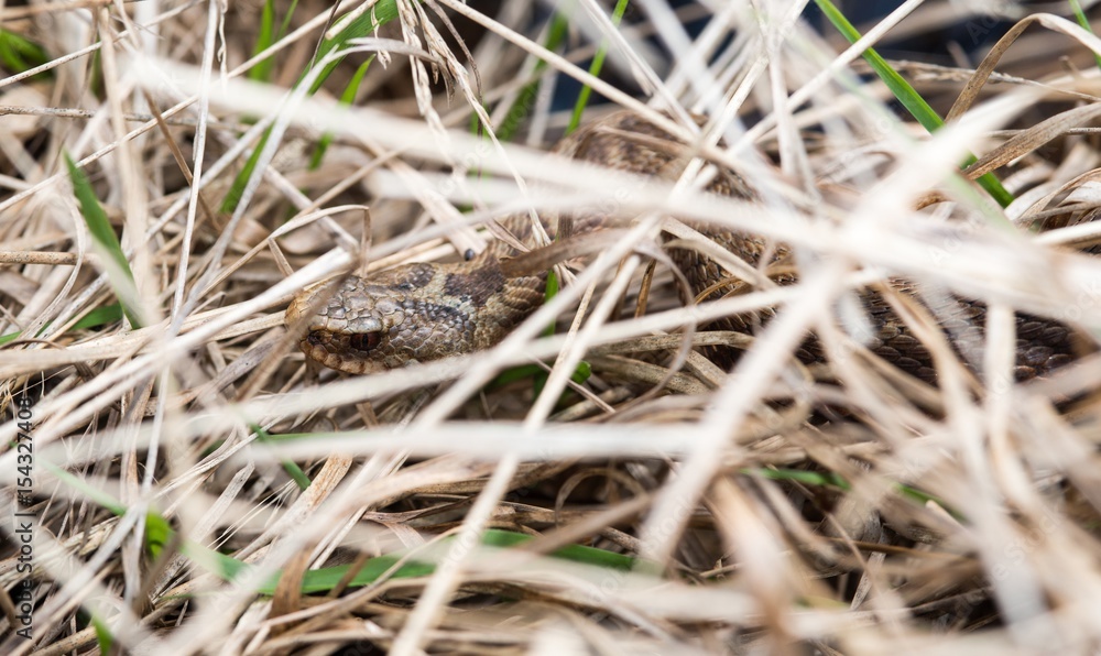 Kreuzotter (Vipera berus), Weibchen, Giftschlange, Viper, liegt getarnt in hohem Gras, Naturschutzgebiet Pietzmoor, Niedersachsen, Deutschland, Europa Kreuzotter (Vipera berus), Weibchen, Giftschlange, Viper, liegt getarnt in hohem Gras, Naturschutzgebiet Pietzmoor, Niedersachsen, Deutschland, Europa