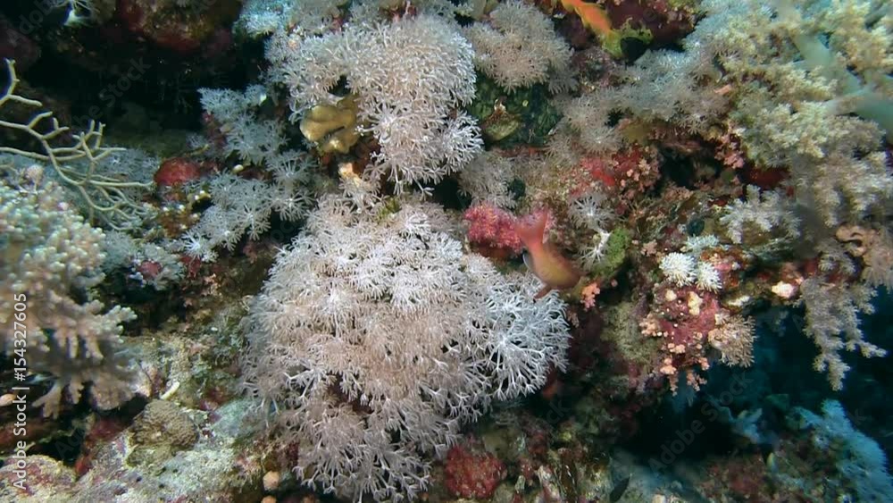 Egypt, diving the Red sea, Soft corel and reef fish Egypt, diving the Red sea, Soft corel and reef fish