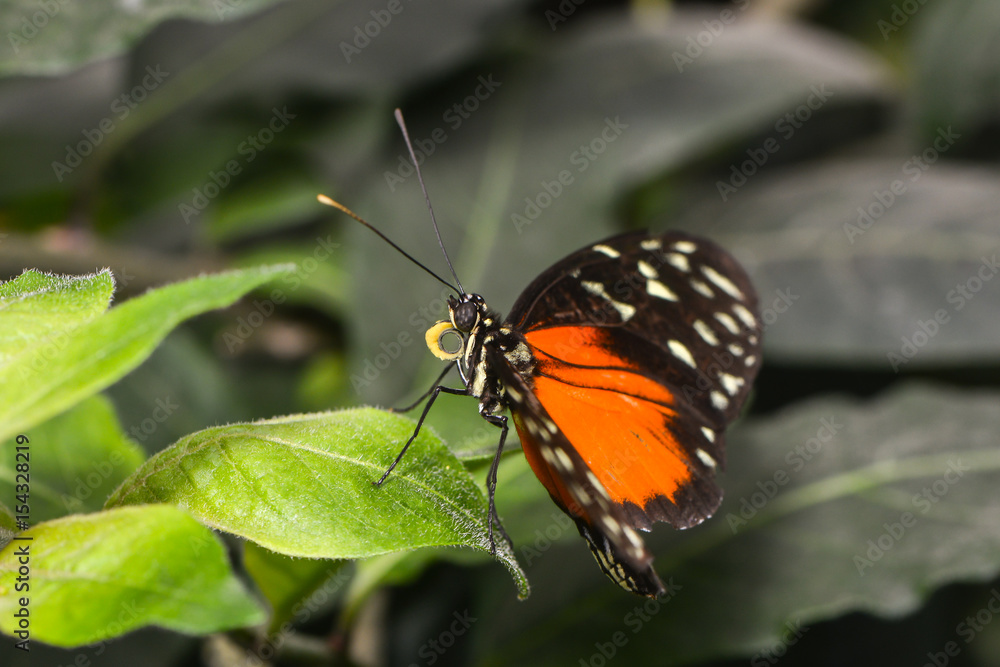 Exotischer Schmetterling Exotischer Schmetterling
