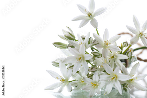 Ornithogalum umbellatum .Beautiful white flowers. © Peredniankina
