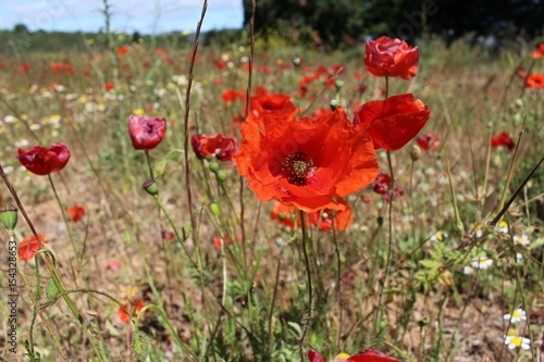 fleur coquelicots