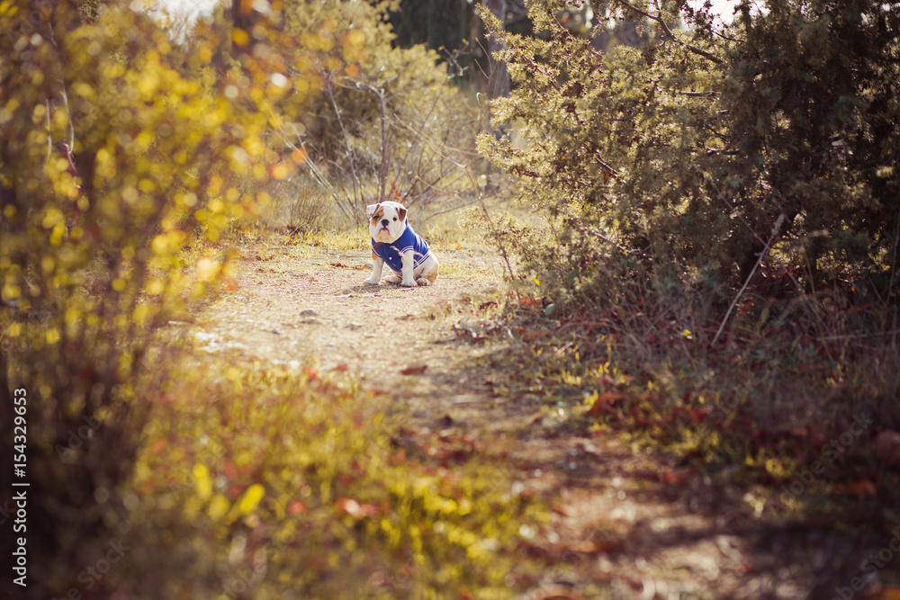 Obraz premium English puppy Bulldog Dog at the forest summer time