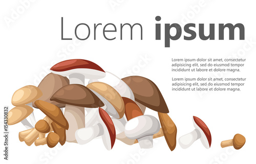 Mushroom vector illustration of various fungi boletus hampignon Leccinum Chanterelle Oyster. photo