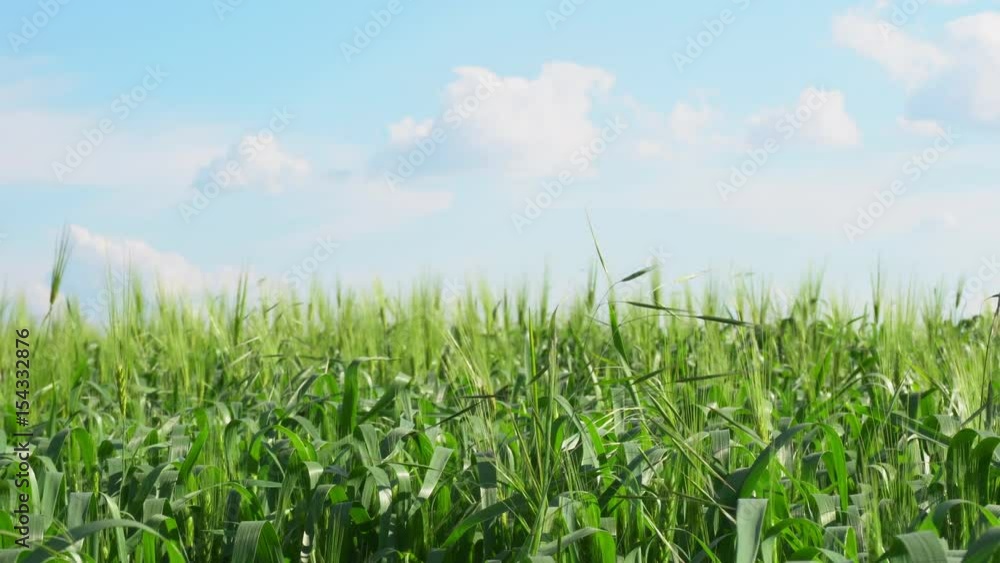 Beautiful green field with young wheat. Dolly shot. Beautiful green field with young wheat. Dolly shot.