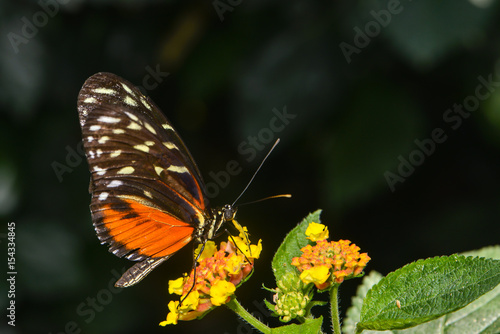 Exotischer Schmetterling © nounours1