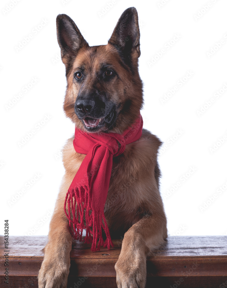 German shepherd deals scarf