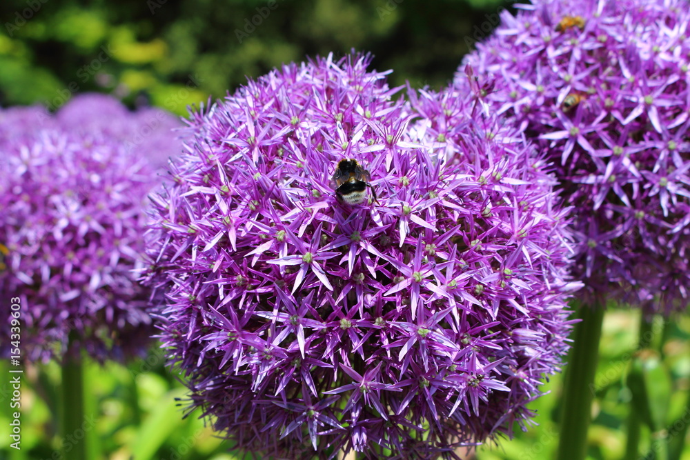 The beauty of tulips in its many varieties and sizes