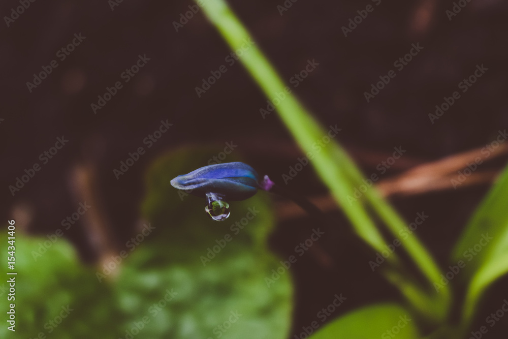 View of magic blooming spring flowers crocus growing in wildlife. Blue magenta crocus growing from earth outside. View of magic blooming spring flowers crocus growing in wildlife. Blue magenta crocus growing from earth outside.