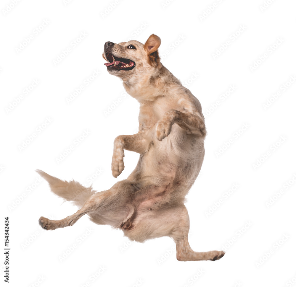 Lovely mutts dog jumping for happiness Lovely mutts dog jumping for happiness