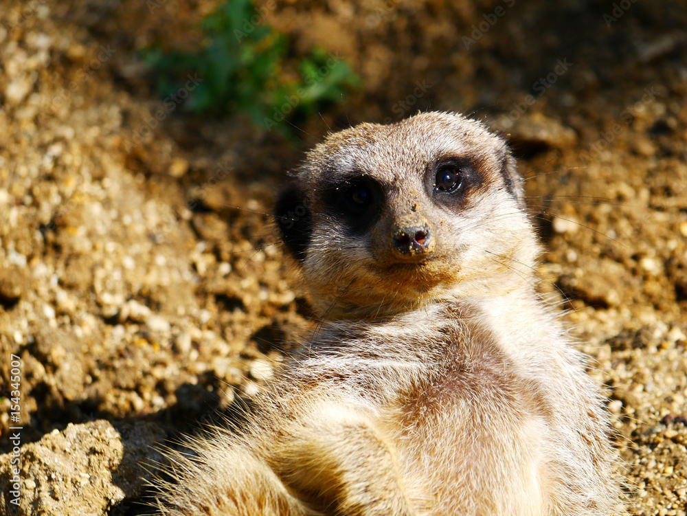 Fototapeta premium Suricate