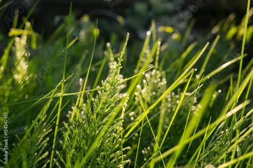 Horsetail wil dew droplets