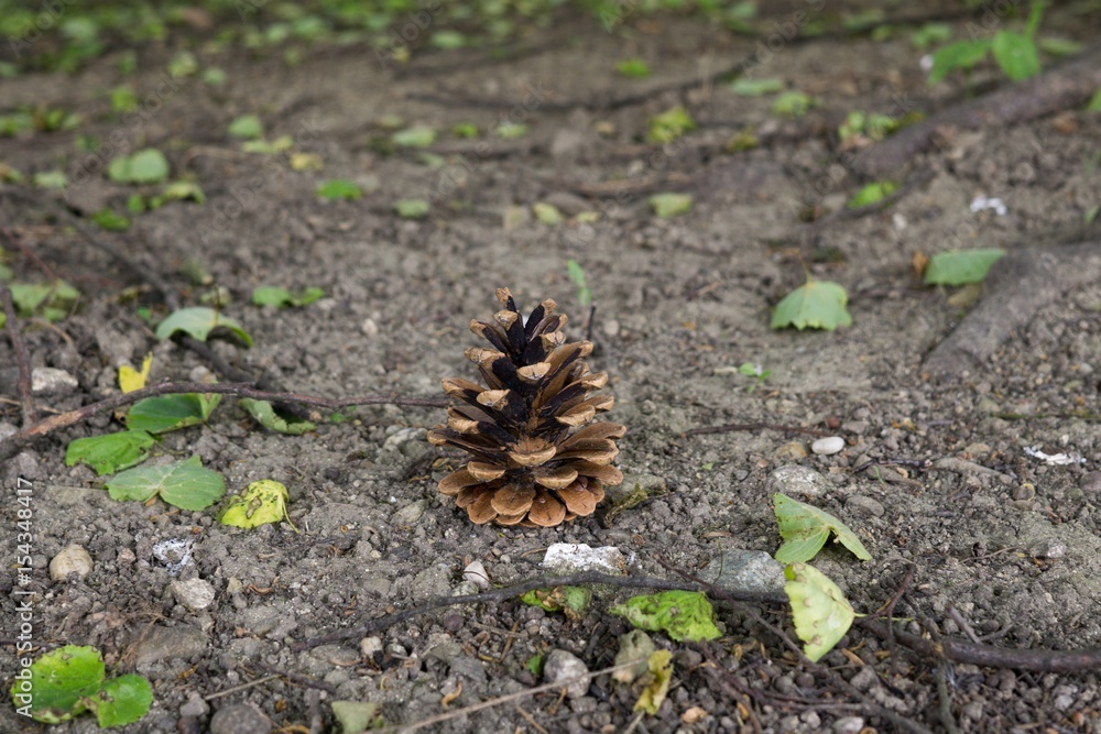 Pine cone on the ground in leaves. Slovakia Pine cone on the ground in leaves. Slovakia
