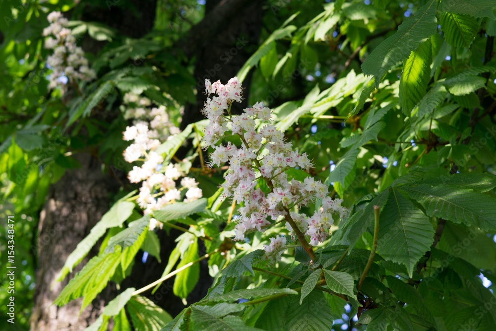 Chesnut tree flower. Slovakia Chesnut tree flower. Slovakia