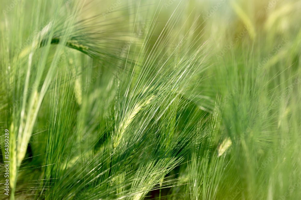 Unripe wheat (wheat field) - green wheat field , agricultural field Unripe wheat (wheat field) - green wheat field , agricultural field
