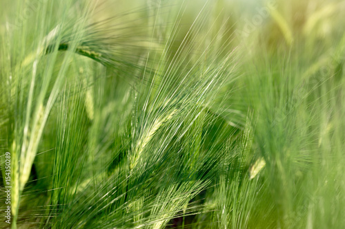 Unripe wheat (wheat field) - green wheat field , agricultural field