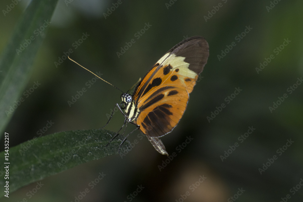 Butterfly 2017-38 / Butterfly on a leaf Butterfly 2017-38 / Butterfly on a leaf