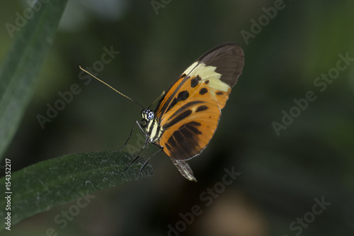 Butterfly 2017-38 / Butterfly on a leaf © mramsdell1967