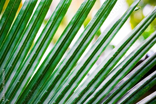Thailand. Palm leaves